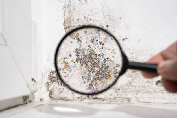 Mold Remediation for Rental Properties in Chadron, NE